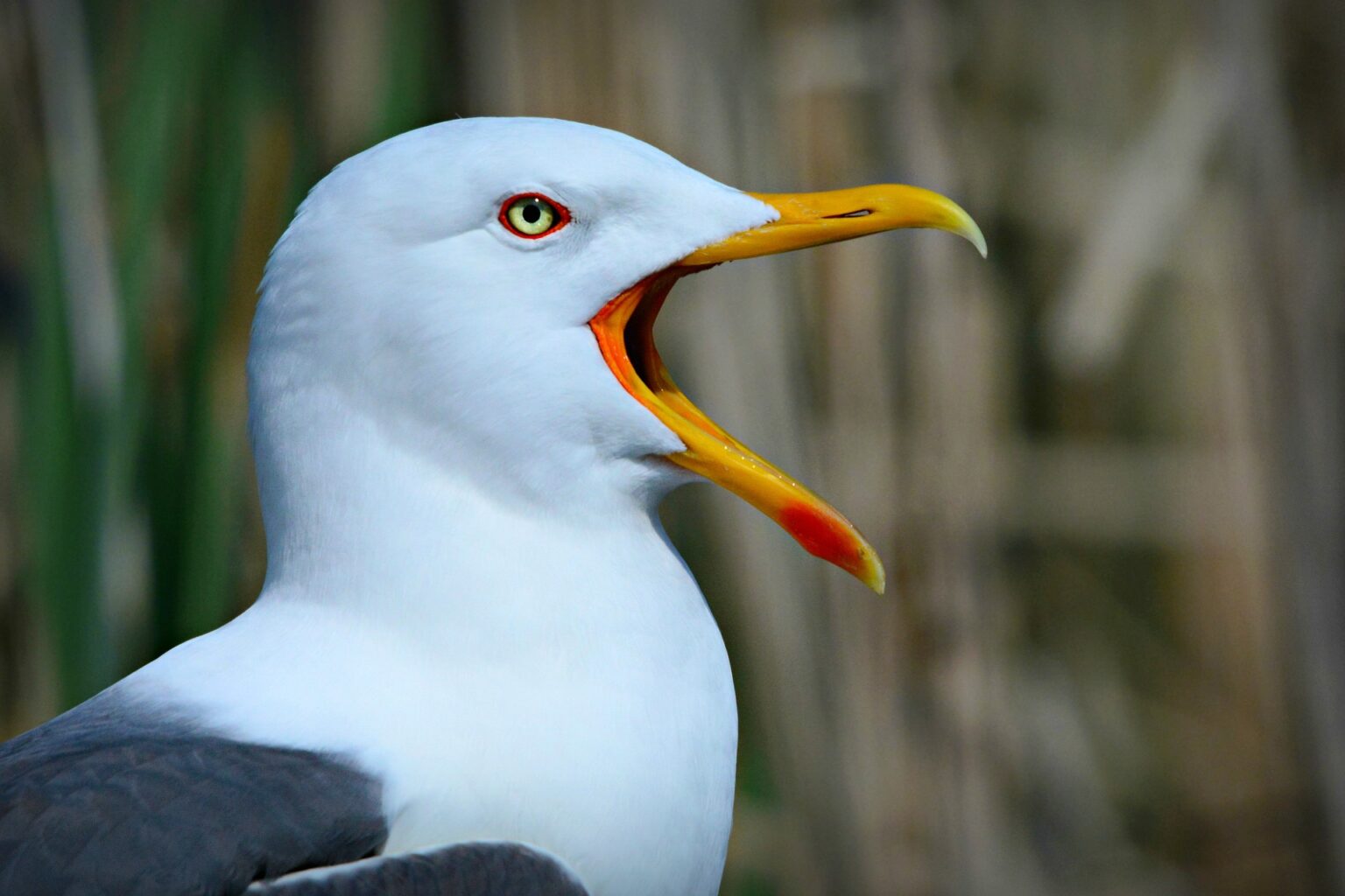 name-of-birds-in-hindi-and-english